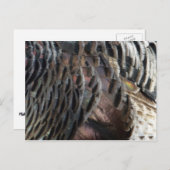 Wild Turkey Feathers I Abstrakt Nature Design Postkarte (Vorne/Hinten)