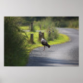 Wild Turkey Foto Poster (Vorne)