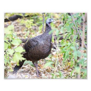 Wild Turkey Fotografy Print Fotodruck