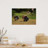 Wild Turkey Gobblers Poster (Küche)