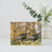 Wild Turkey Gobblers Postkarte (Stehend Vorderseite)