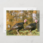 Wild Turkey Gobblers Postkarte (Vorne/Hinten)