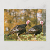 Wild Turkey Gobblers Postkarte (Vorderseite)