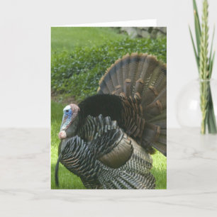 Wild Turkey Grußkarte Feiertagskarte