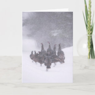 Wild Turkey Grußkarte Karte