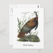 Wild Turkey, John Audubon Postkarte (Vorne/Hinten)