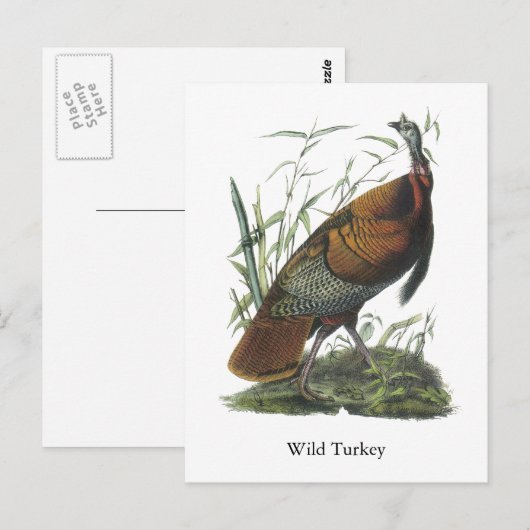 Wild Turkey, John Audubon Postkarte (Vorne/Hinten)