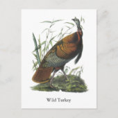 Wild Turkey, John Audubon Postkarte (Vorderseite)