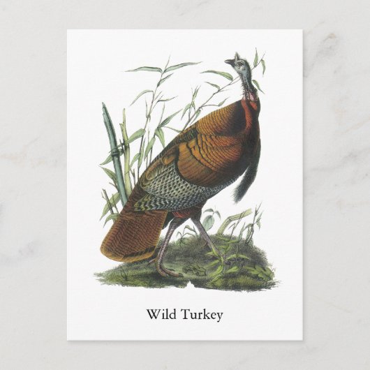 Wild Turkey, John Audubon Postkarte (Vorderseite)