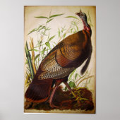 Wild Turkey, John James Audubon Poster (Vorne)