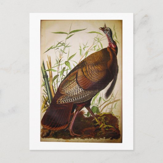 Wild Turkey, John James Audubon Postkarte (Vorderseite)