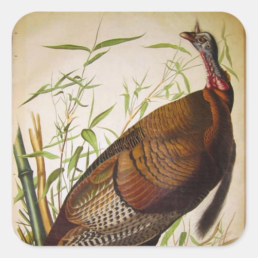 Wild Turkey, John James Audubon Quadratischer Aufkleber (Vorderseite)