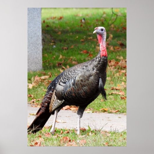 Wild Turkey - Kevin the Wethersfield Turkey Poster (Vorne)