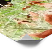 Wild Turkey - Kevin the Wethersfield Turkey Poster (Ecke)