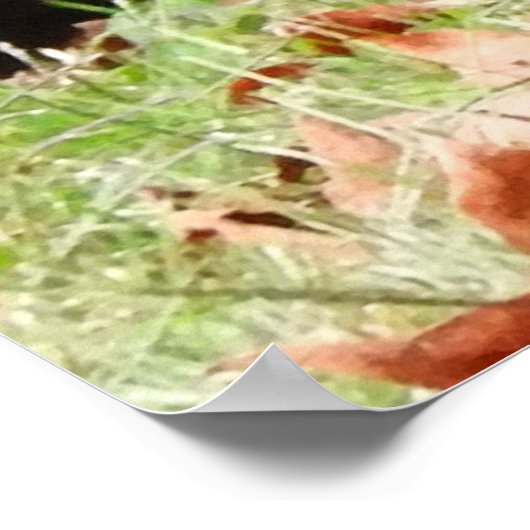 Wild Turkey - Kevin the Wethersfield Turkey Poster (Ecke)