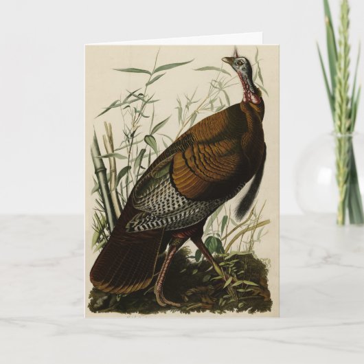 Wild Turkey (Male) from Audubon's Birds of America Karte (Vorderseite)