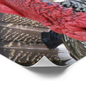 Wild Turkey Picture Poster (Ecke)