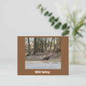Wild Turkey Postcard Postkarte (Stehend Vorderseite)