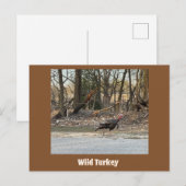 Wild Turkey Postcard Postkarte (Vorne/Hinten)