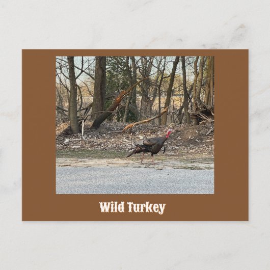 Wild Turkey Postcard Postkarte (Vorderseite)