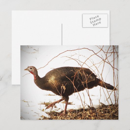 Wild Turkey Postcard Postkarte (Vorne/Hinten)