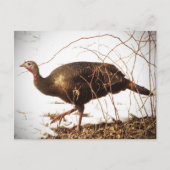 Wild Turkey Postcard Postkarte (Vorderseite)