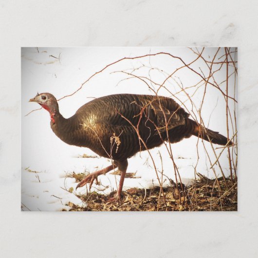 Wild Turkey Postcard Postkarte (Vorderseite)