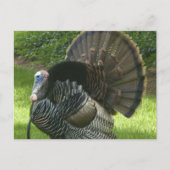 Wild Turkey Postcard Postkarte (Vorderseite)