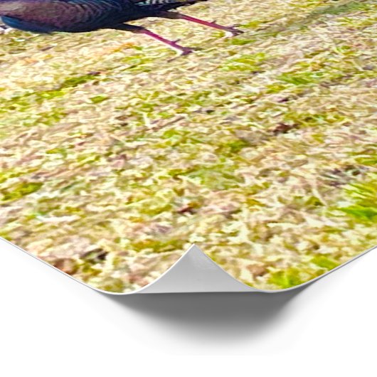 Wild Turkey Poster (Ecke)