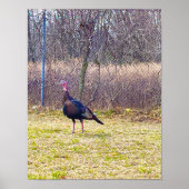Wild Turkey Poster (Vorne)