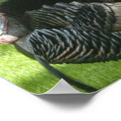 Wild Turkey Poster Print (Ecke)