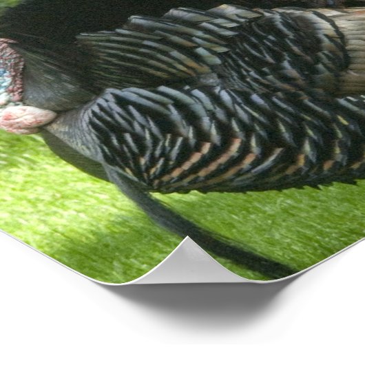 Wild Turkey Poster Print (Ecke)
