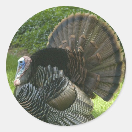 Wild Turkey Stickers (Vorderseite)