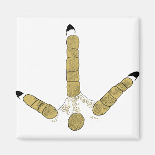 Wild Turkey Track Magnet