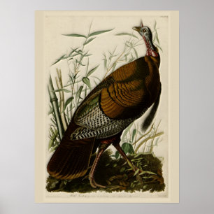 Wild Turkey von John Audubon Poster