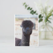 Wild und Crazy Alpaca Haarstil Postkarte (Stehend Vorderseite)