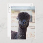 Wild und Crazy Alpaca Haarstil Postkarte (Vorne/Hinten)
