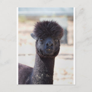 Wild und Crazy Alpaca Haarstil Postkarte