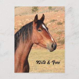 Wild und frei Mustang Postcard Postkarte