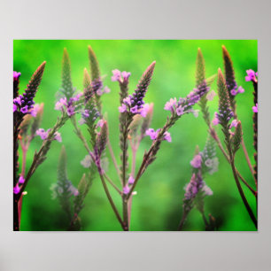 Wild-Vervain-Blume multipliziert Poster