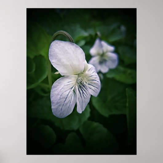 Wild Violet Blume Fotografische Kunst Poster (Vorne)