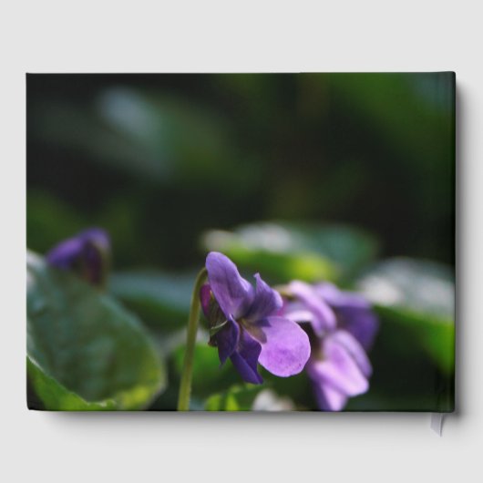 Wild Violets Floral Foto Memorial Gästebuch (Rückseite)