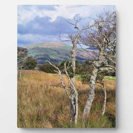 WILD WALES FOTOPLATTE (Vorderseite)