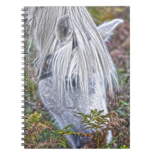 Wild Weiß New Forest Pony Weiden auf Bracken Notizblock