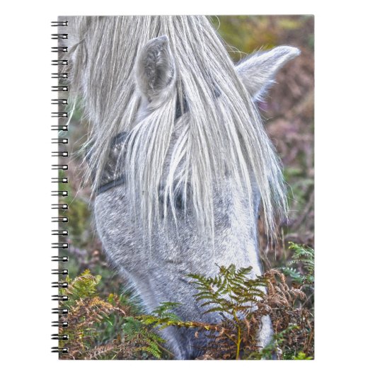 Wild Weiß New Forest Pony Weiden auf Bracken Notizblock (Vorderseite)