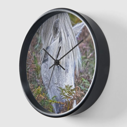 Wild Weiß New Forest Pony Weiden auf Bracken Uhr (Winkel)