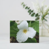 Wild-Weiß-Trillium Postkarte (Stehend Vorderseite)
