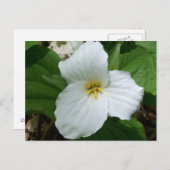 Wild-Weiß-Trillium Postkarte (Vorne/Hinten)