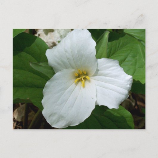Wild-Weiß-Trillium Postkarte (Vorderseite)