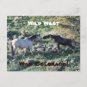 Wild West Colorado Funny Postkarte
